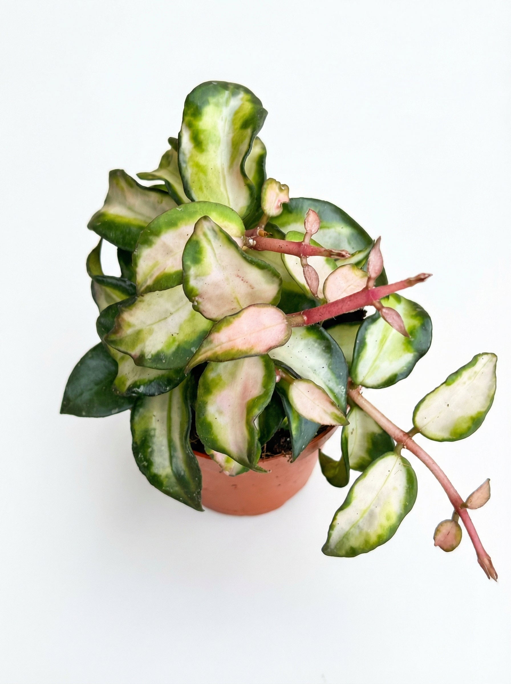 הויה לקונוסה SP ברונו | בייבי-2-nan.png.png