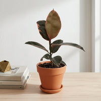 כד טרקוטה חום קוטר 15 + תחתית