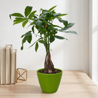 כד קרמיקה חלק ירוק קוטר 13