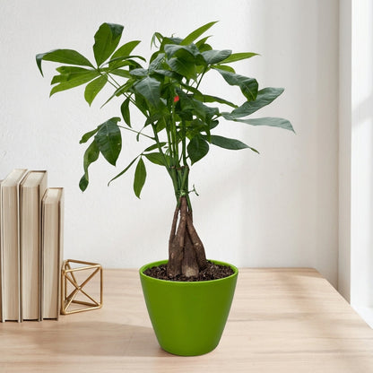 פכירה קוטר 12