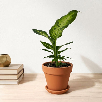 דיפנבכיה סמר סטייל