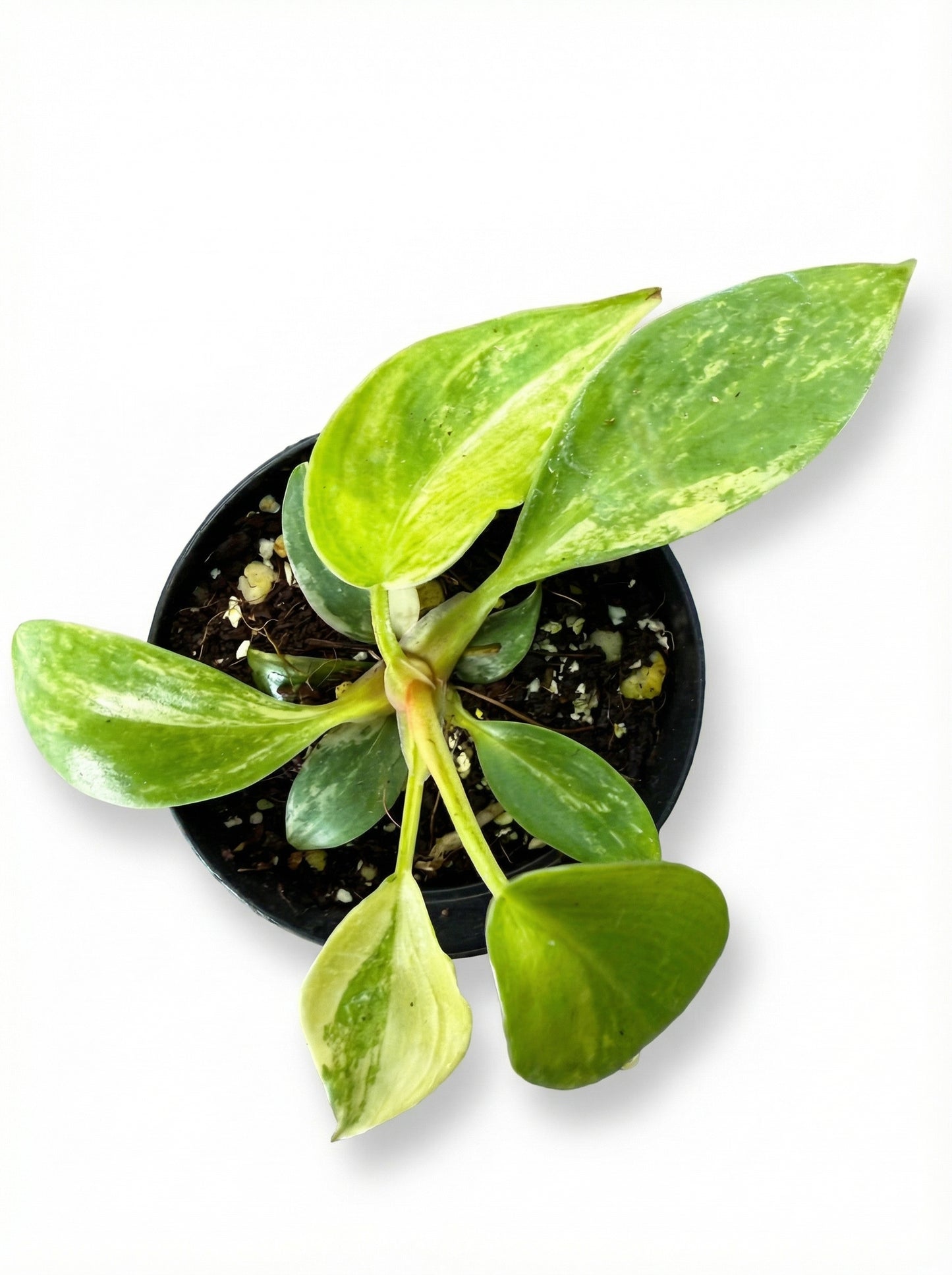 פילונדנדרון ביוטי | בייבי מבצע-1-nan.png.png