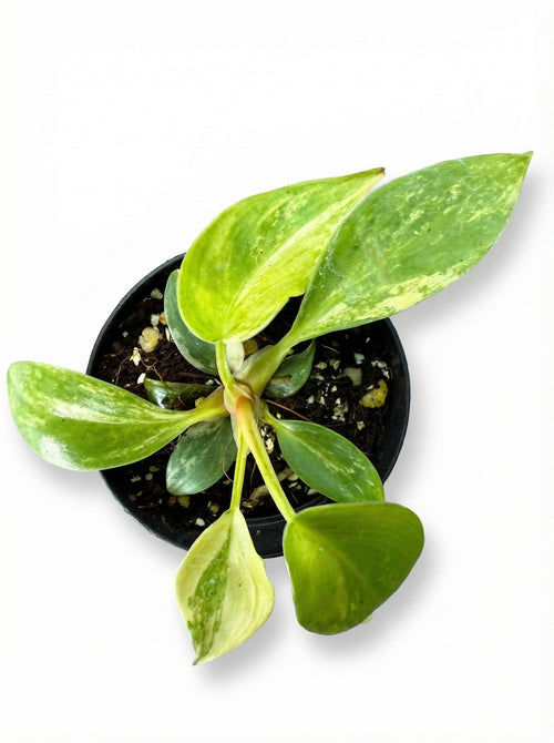 פילונדנדרון ביוטי | בייבי מבצע-1-nan.png.png