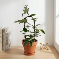 כד טרקוטה חום קוטר 15 + תחתית