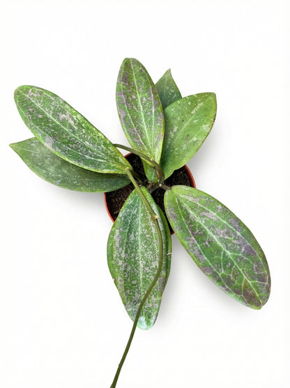 הויה וויברגיאה | בייבי מבצע-2-nan.png.png