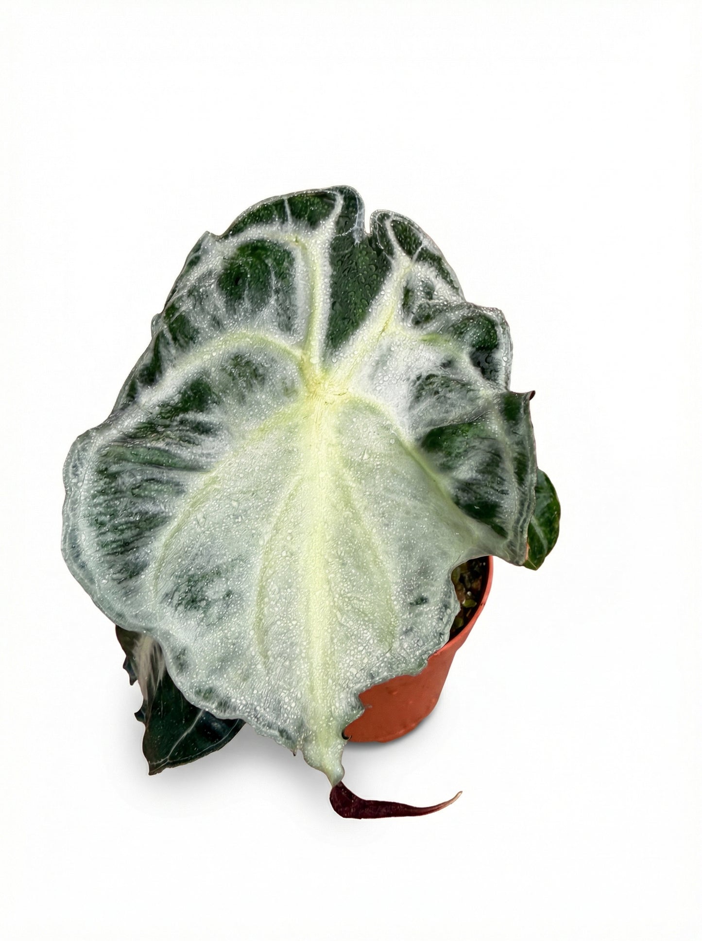 אלוקסיה ונום | בינוני מבצע-2-nan.png.png