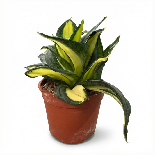 סנסיווריה האני ספירל סטאר | בייבי-1-nan.png.png