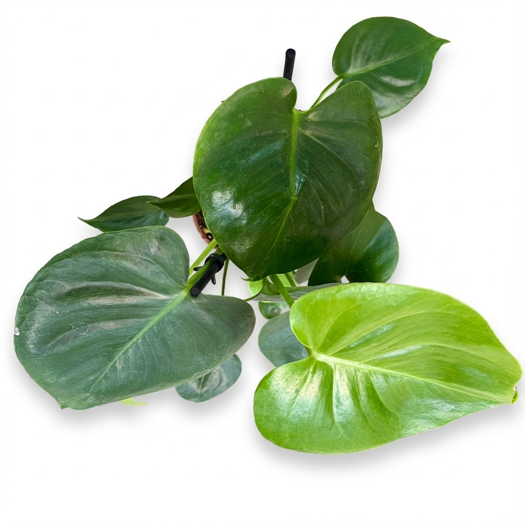 2-מונסטרה דליסיוסה עציץ 12-nano.png.png