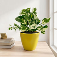 כד קרמיקה חלק צהוב קוטר 13