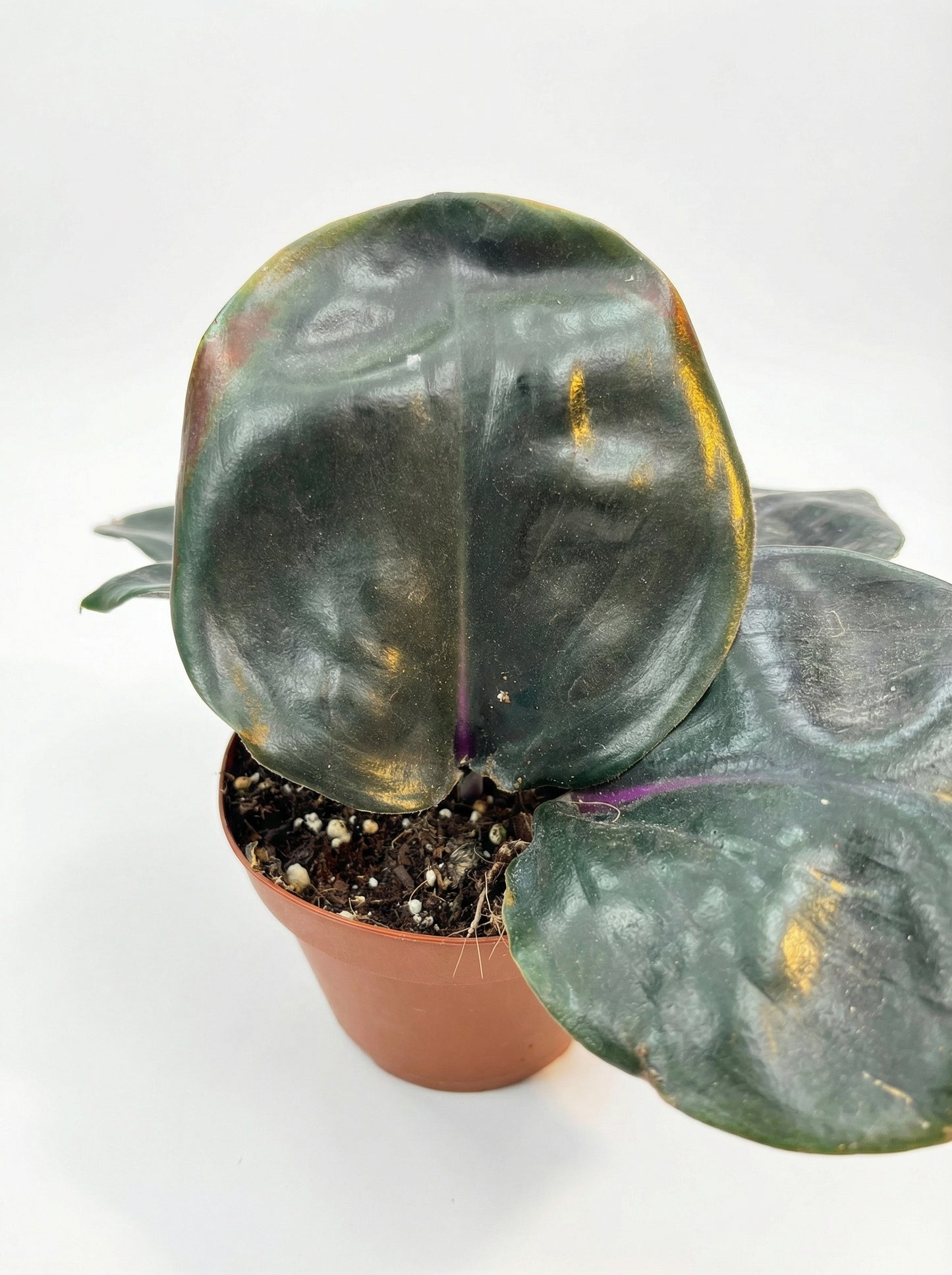 גיא גיננטוס סיליאטוס-3-nan.png.png