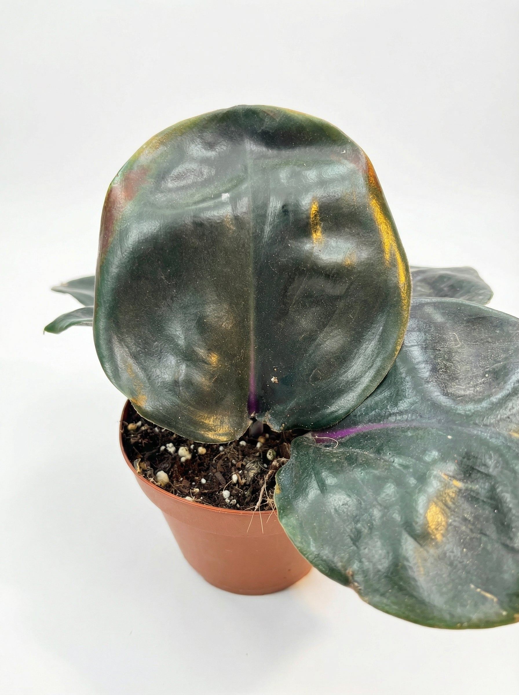 גיא גיננטוס סיליאטוס-3-nan.png.png