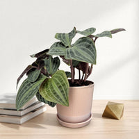 כד פסים שמנת קוטר 13 + תחתית