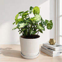 כד פסים לבן קוטר 13 + תחתית