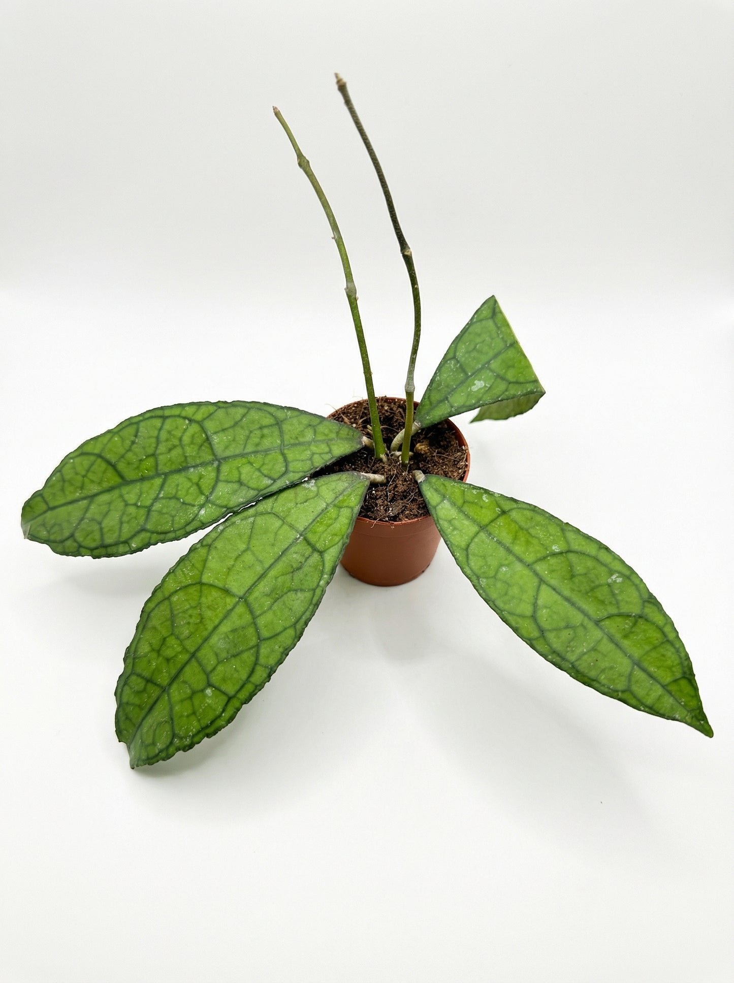 הויה קלמנסוריום רד/ספל | בייבי-2-nan.png.png