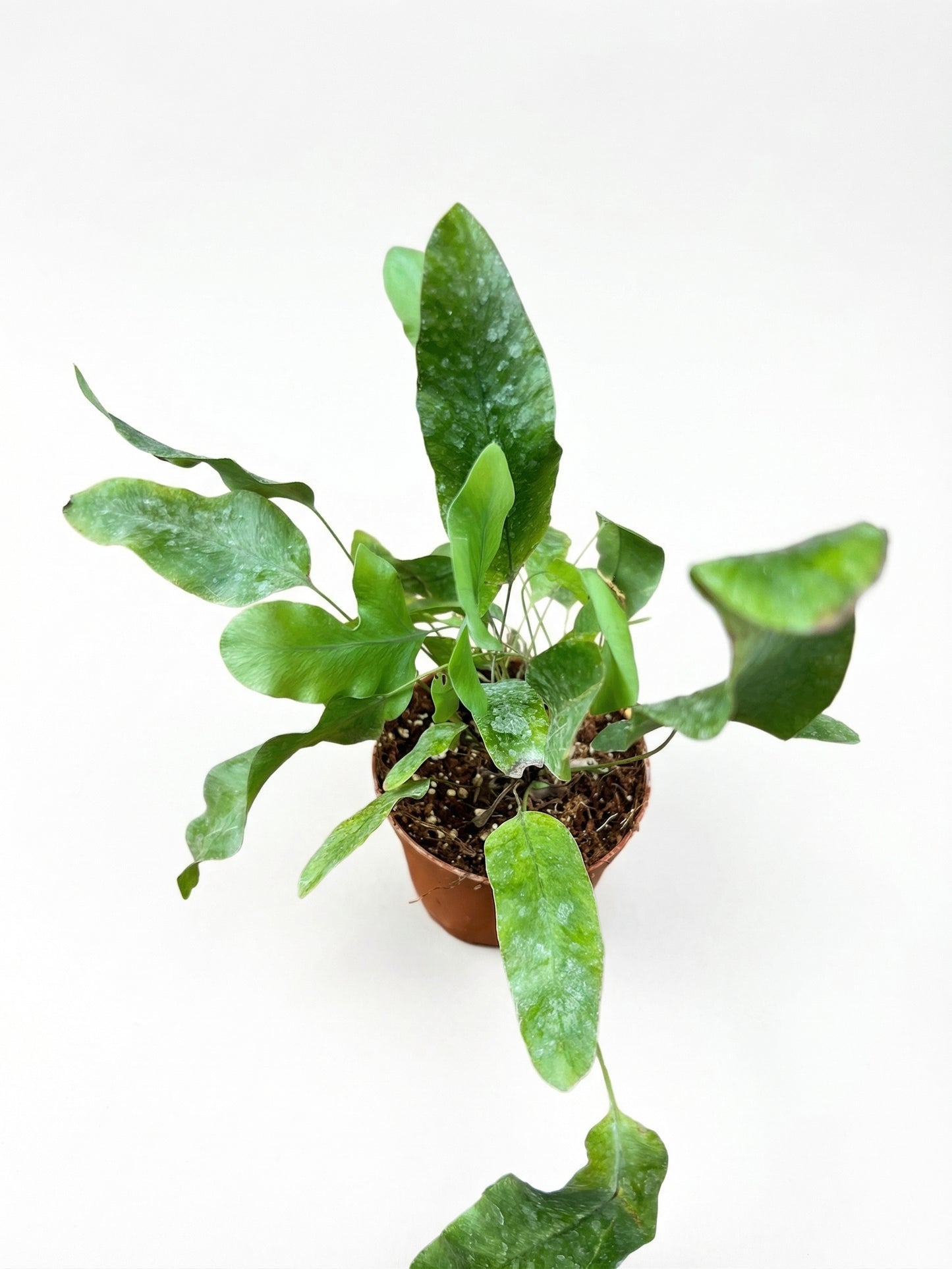 פלפודיום בלו סטאר | בייבי-3-nan.png.png