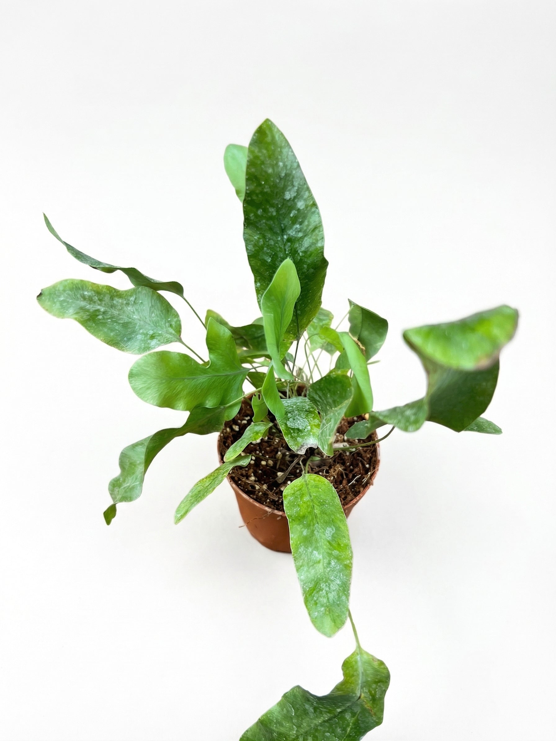 פלפודיום בלו סטאר | בייבי-3-nan.png.png