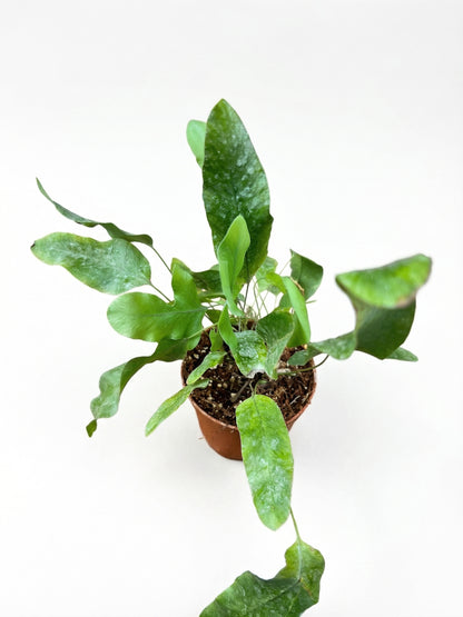 פלפודיום בלו סטאר | בייבי-3-nan.png.png