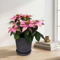 כד פסים שחור קוטר 13 + תחתית