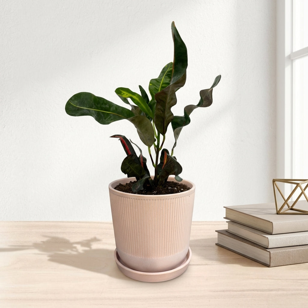 קרוטון מסולסל