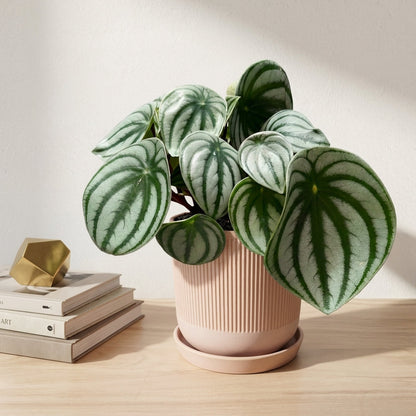 פליאה פפרומיה אבטיח