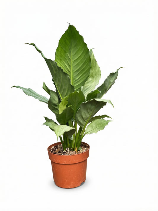 ספט׳ גריי גוסט מינט | בינוני-1-nan.png.png