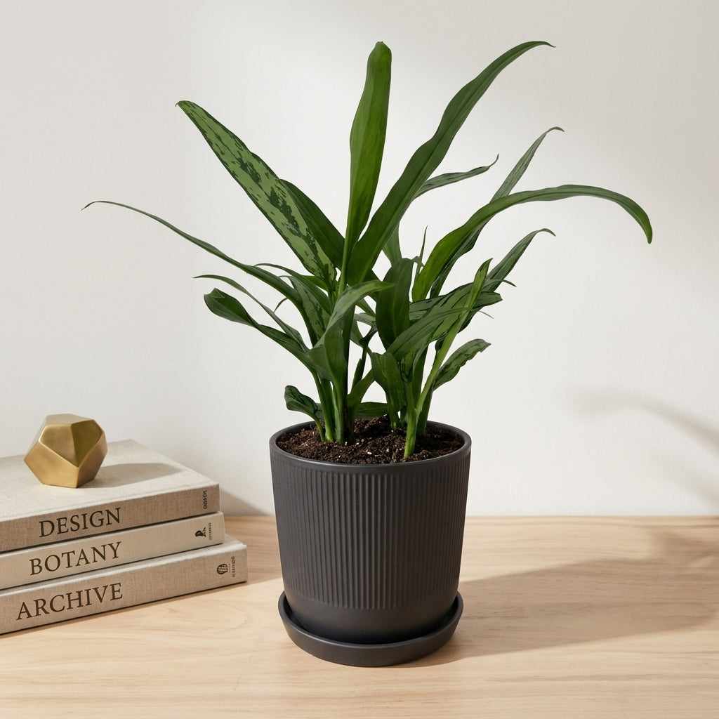 אגלונמה עלה צר