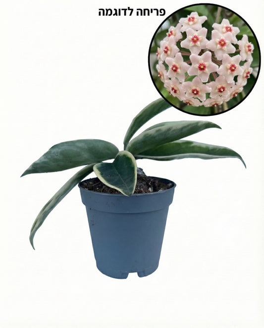 הויה קרנוסה סוזי| בייבי-1-nan.png.png