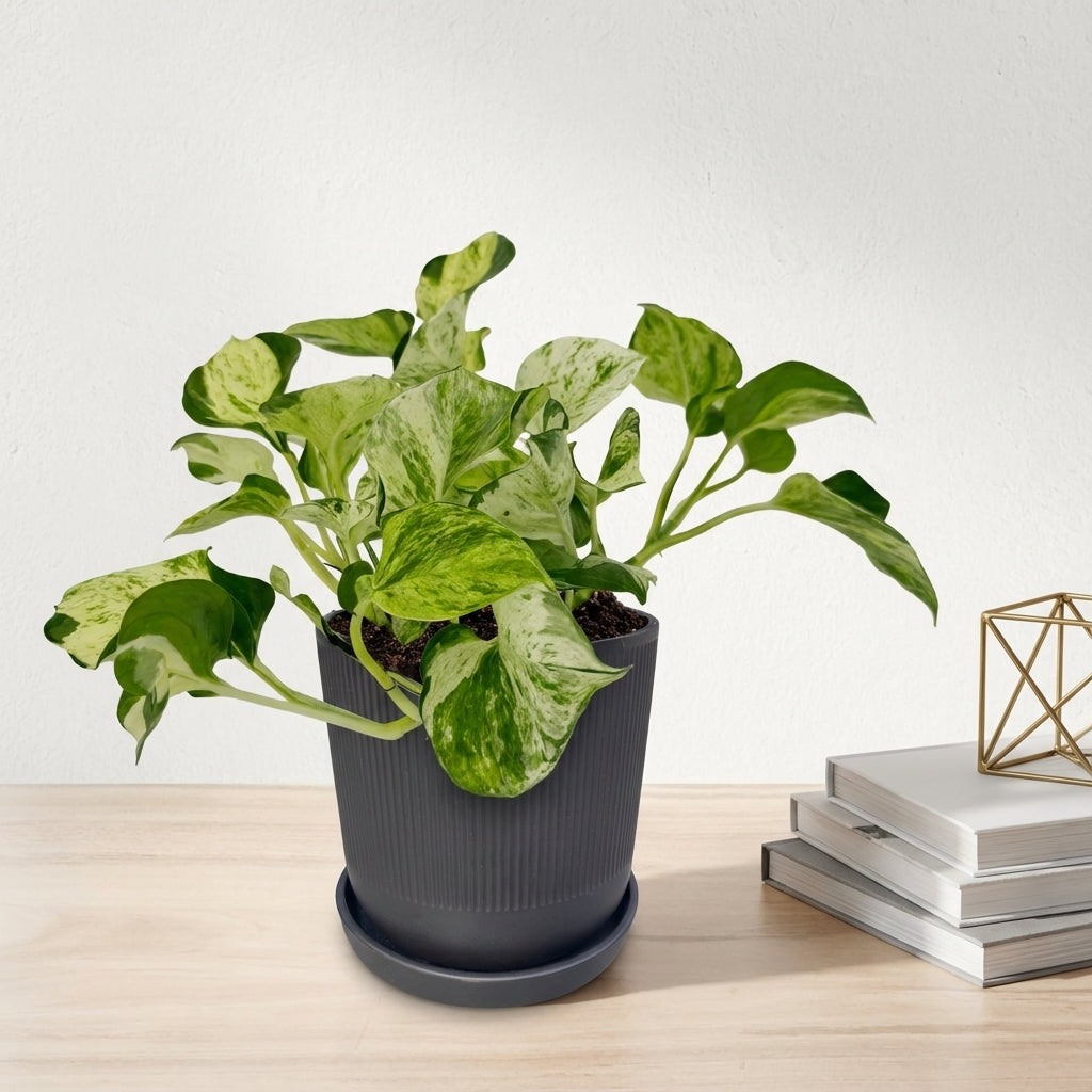 פוטוס מנגולה עציץ קוטר 12 ס״מ