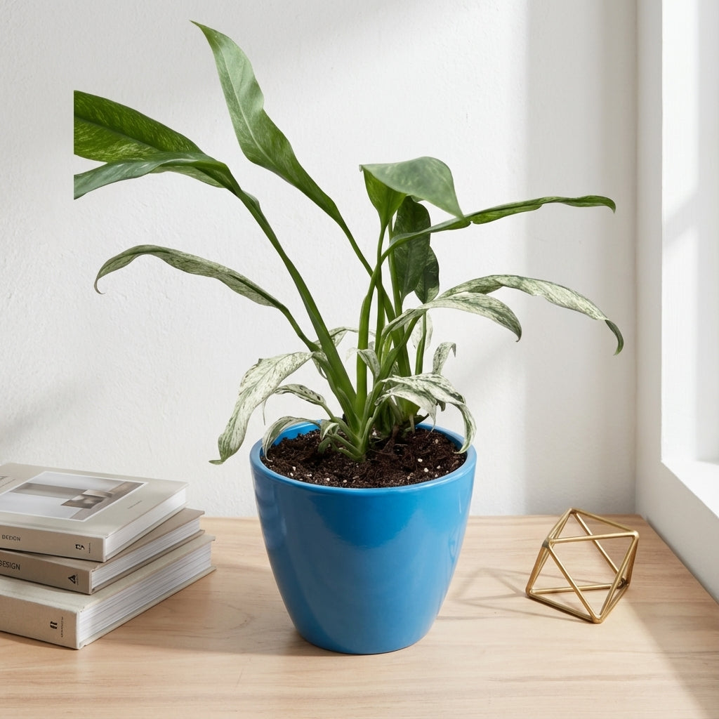 אפיפ גיגאנטום מרבל