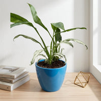 כד קרמיקה חלק כחול קוטר 13