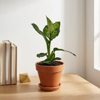 כד טרקוטה חום קוטר 15 + תחתית