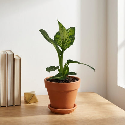 דיפנבכיה קומפקטה