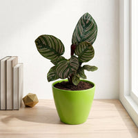 כד קרמיקה חלק ירוק קוטר 13