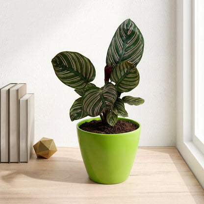 קלתאה אורנטה קוטר 12