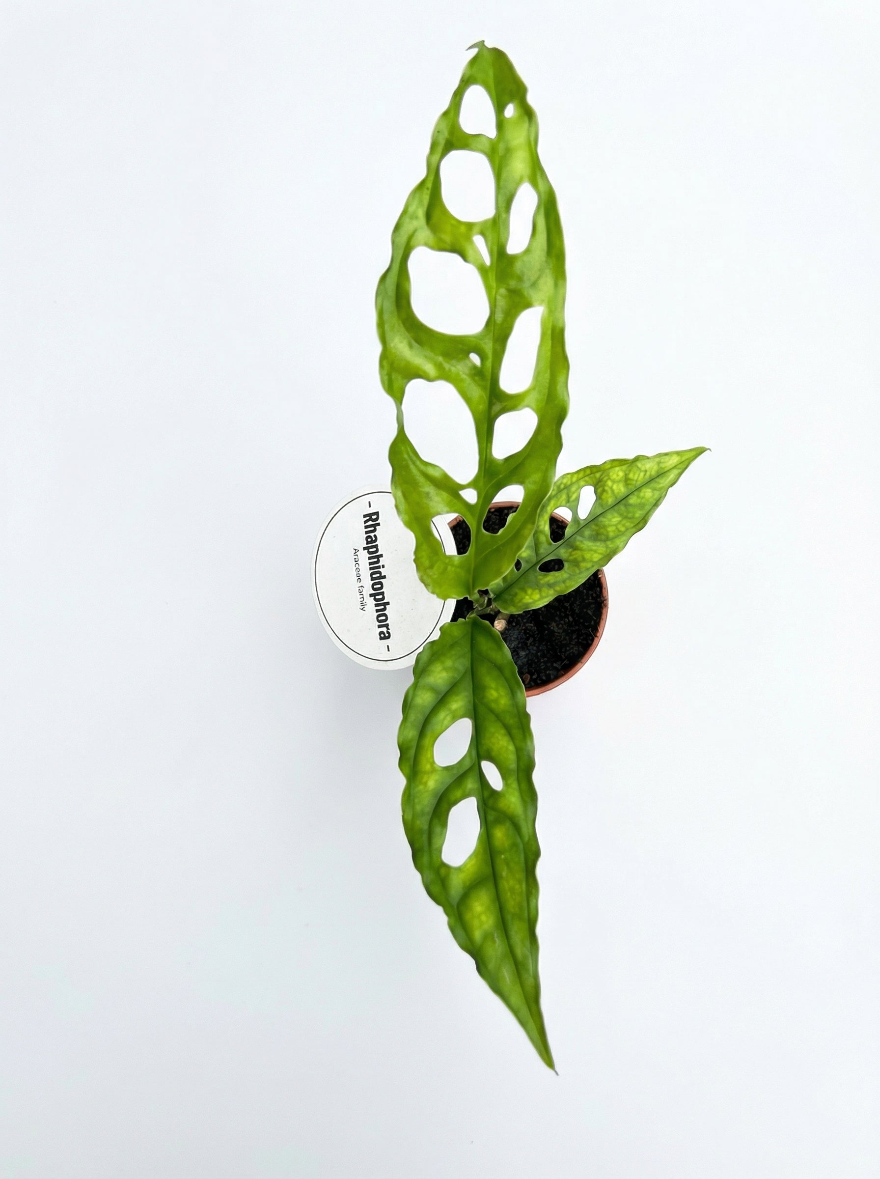 מונסטרה אבליקה פרו | בייבי-2-nan.png.png