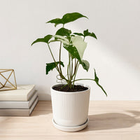 כד פסים לבן קוטר 13 + תחתית