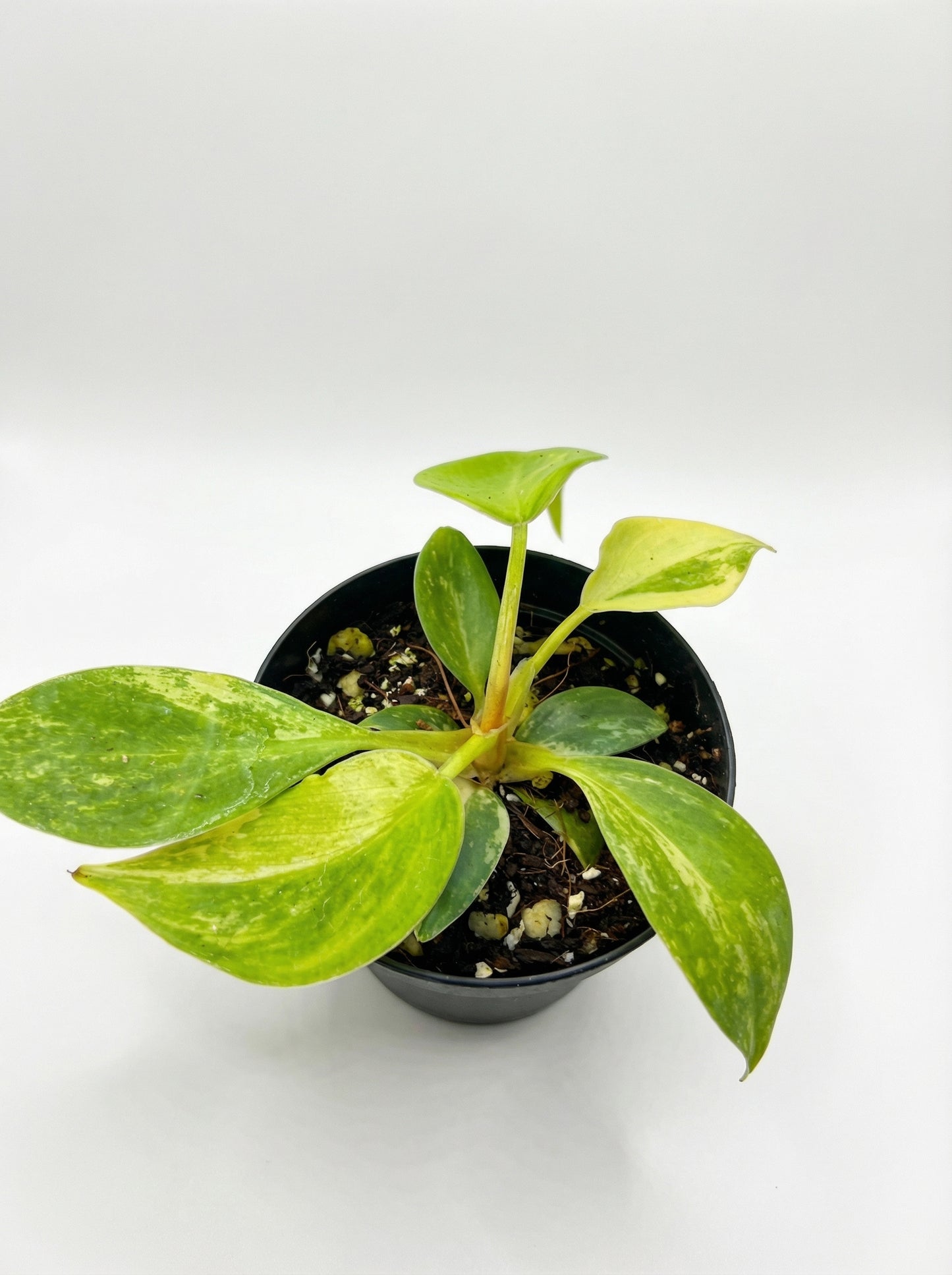 פילונדנדרון ביוטי | בייבי מבצע-2-nan.png.png