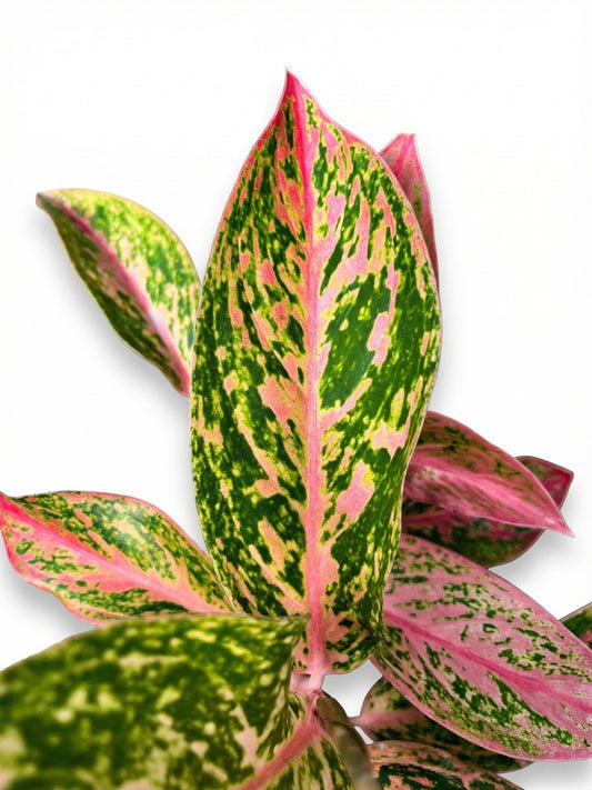 אגלונמה אדום/ירוק | בינוני-3-nan.png.png