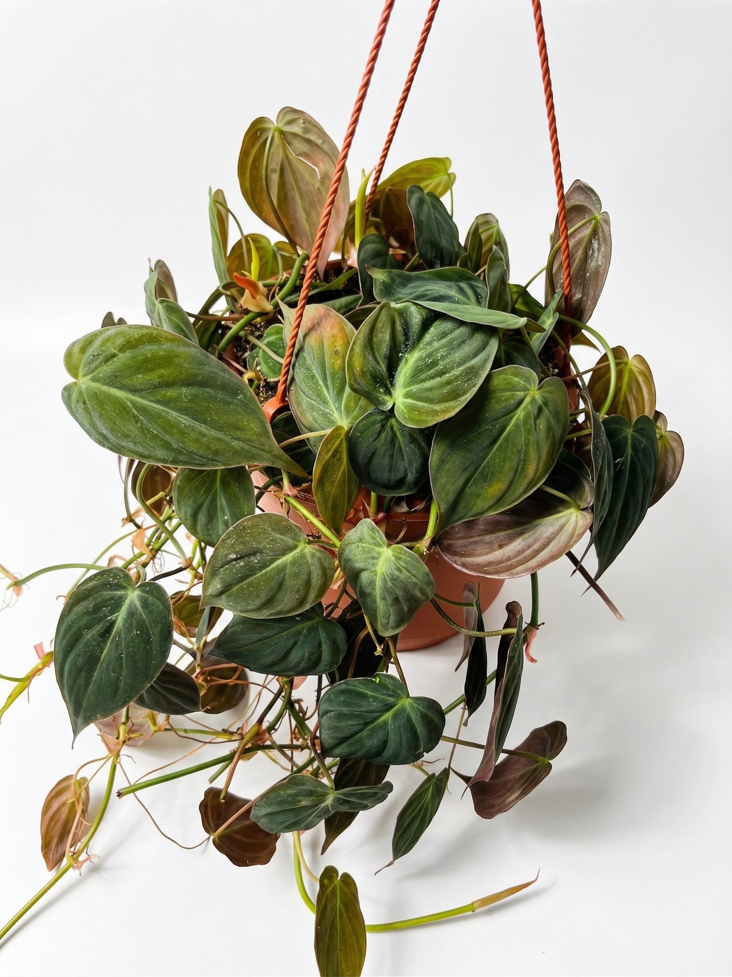 פילדנדרון מיקנס | בינוני-2-nan.png.png