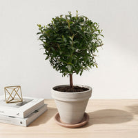 כד טרקוטה בהיר קוטר 16 + תחתית