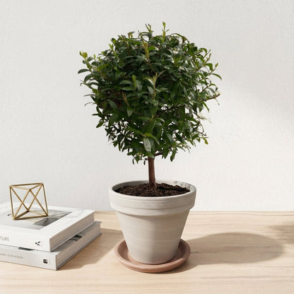 הדס עציץ קוטר 12