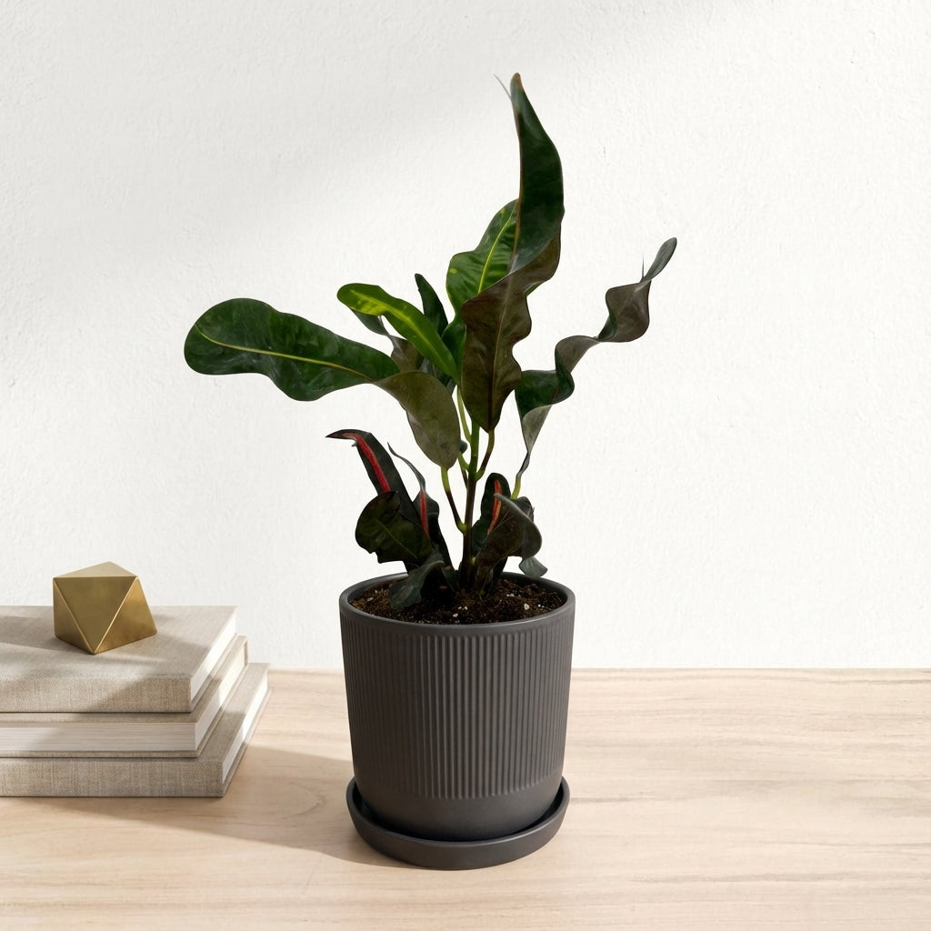 קרוטון מסולסל