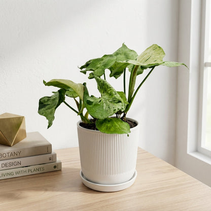 סינגוניום גריי גוסט