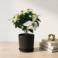 כד פסים שחור קוטר 13 + תחתית