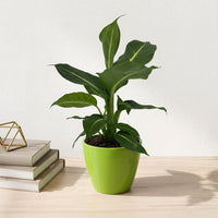 כד קרמיקה חלק ירוק קוטר 13