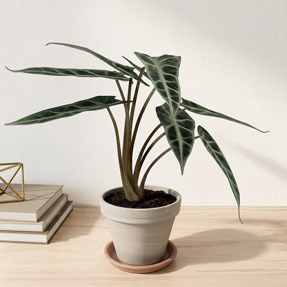 אלוקסיה במבינו