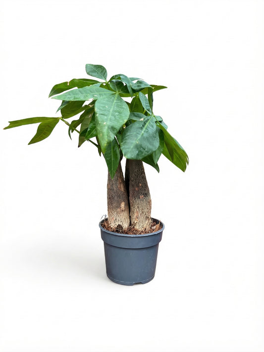 פכירה שלישיות | בייבי-1-nan.png.png