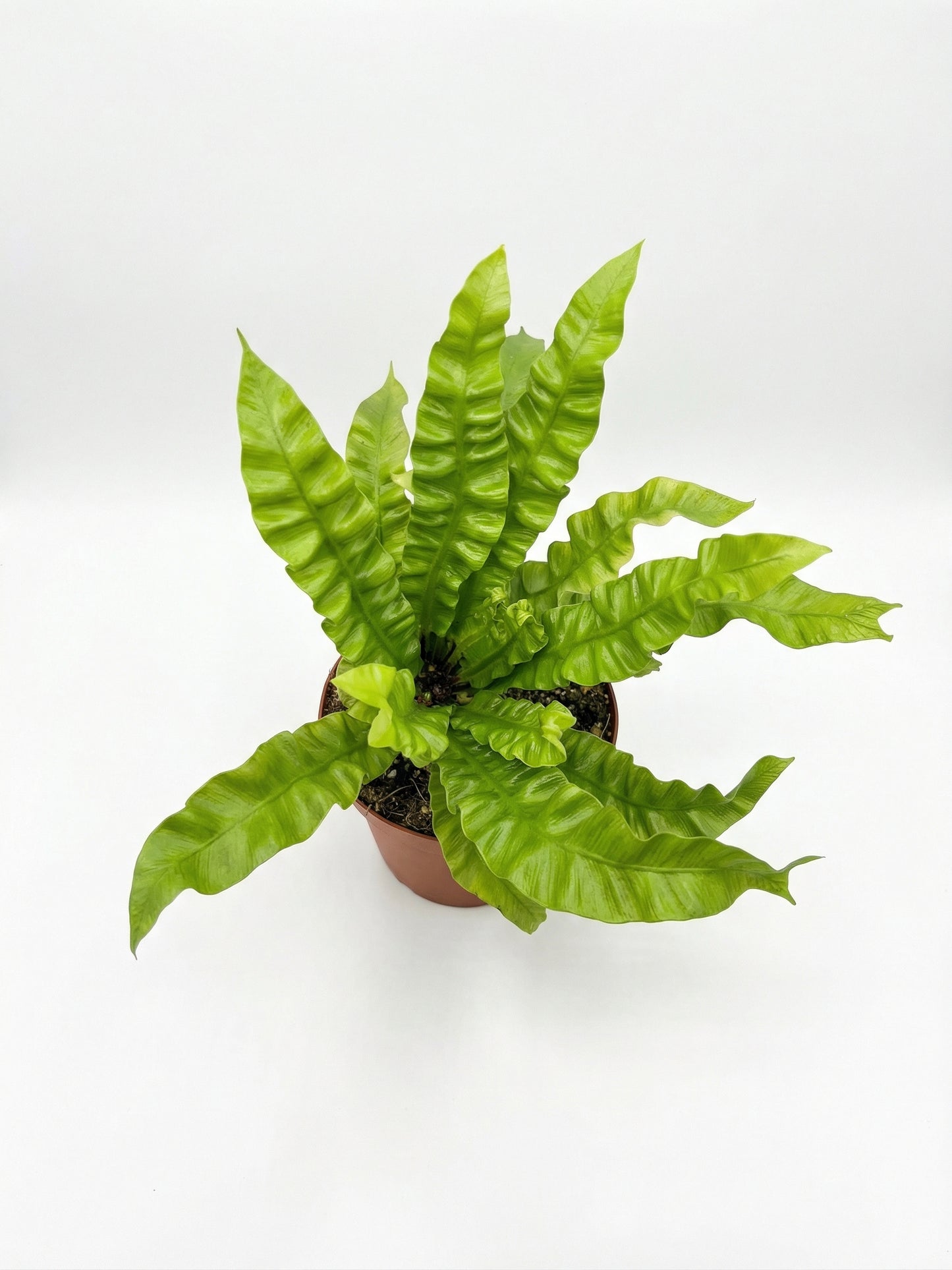 קן לציפור קריספי | בינוני-2-nan.png.png