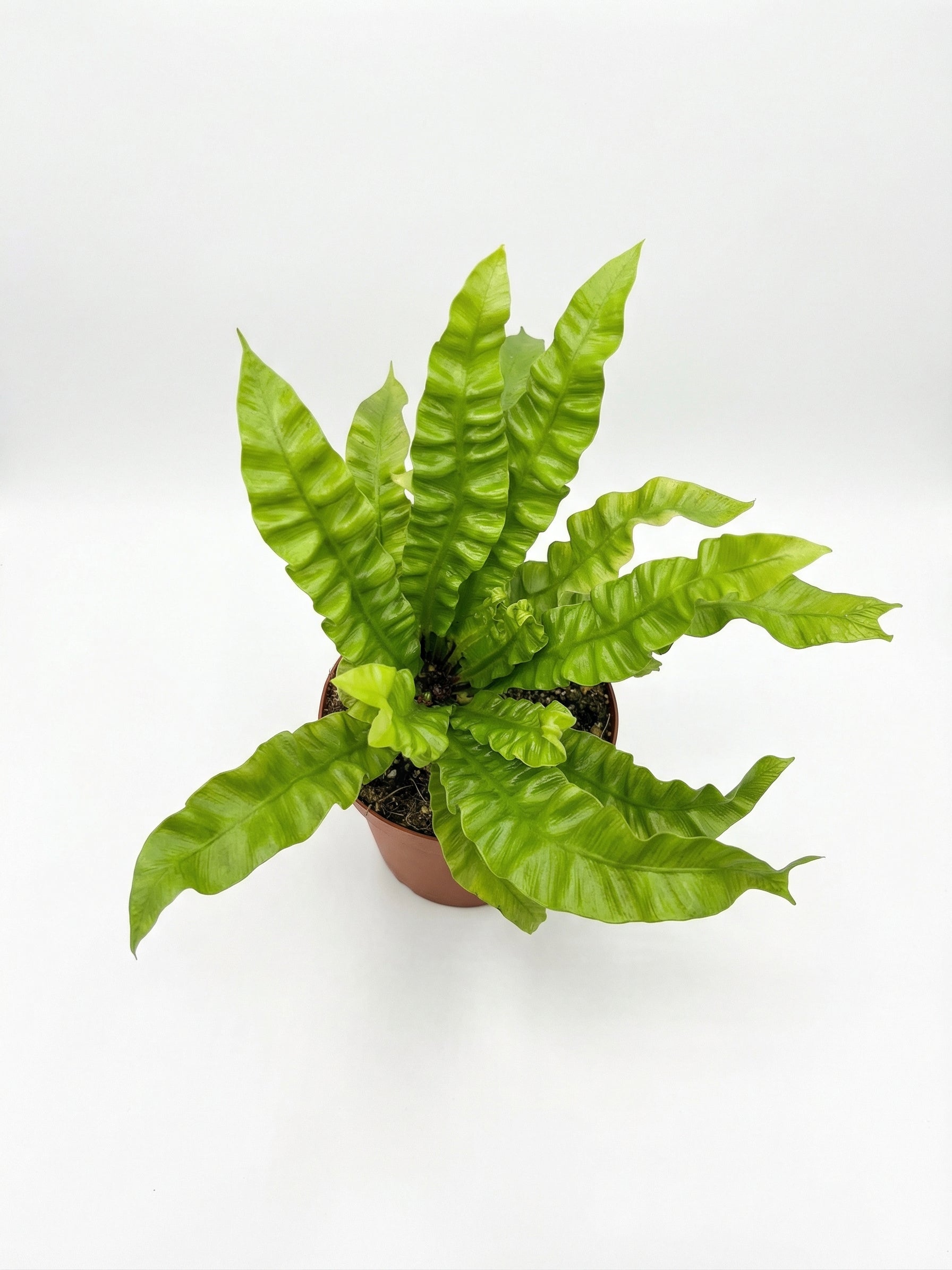 קן לציפור קריספי | בינוני-2-nan.png.png