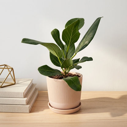 פיקוס אודרי